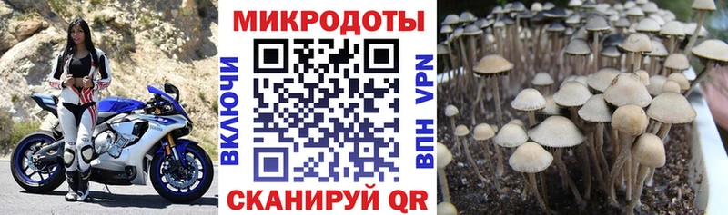 Галлюциногенные грибы Psilocybe  Уяр 